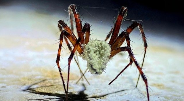 В ирландских пещерах обнаружен грибок, превращающий пауков в настоящих зомби