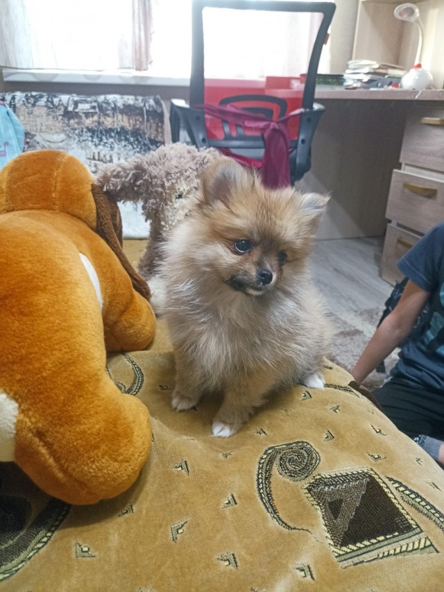 В собакочетверг.