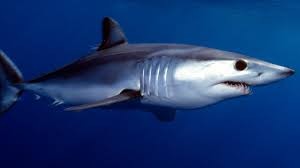 Самую опасную для человека акулу обнаружили у побережья Приморья