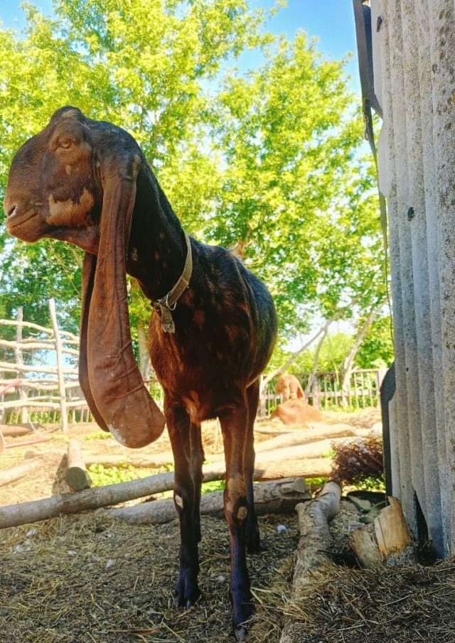 Веселая ферма: Гримо, наконец-то!