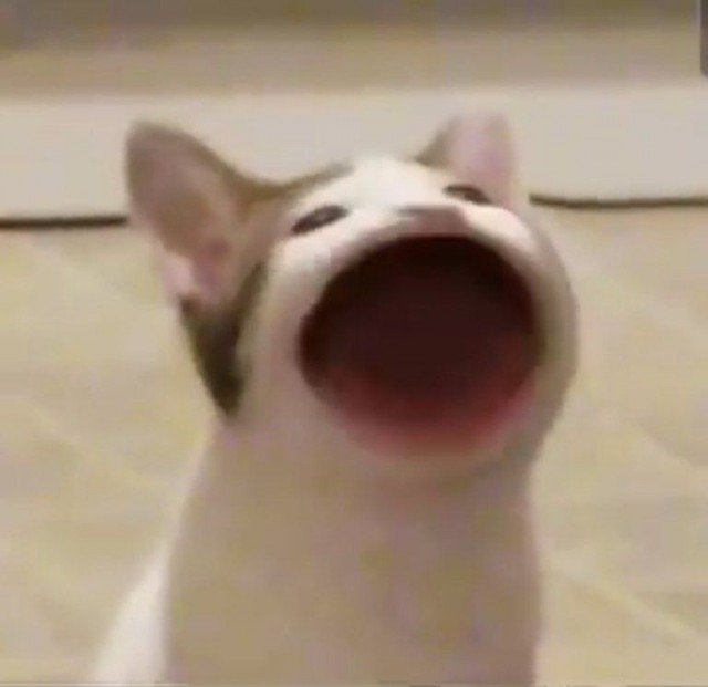 Котовторник