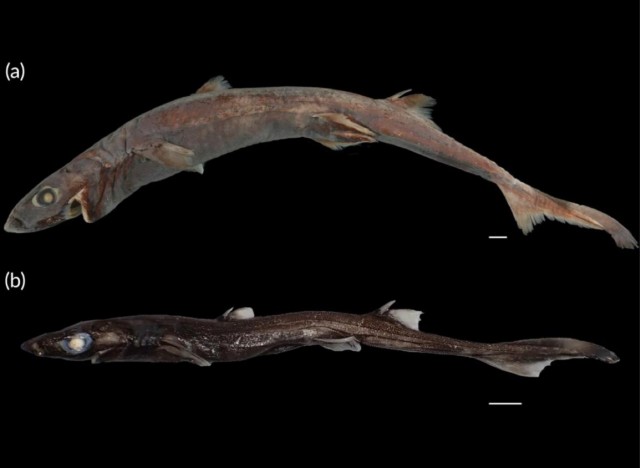 Опять в Австралии