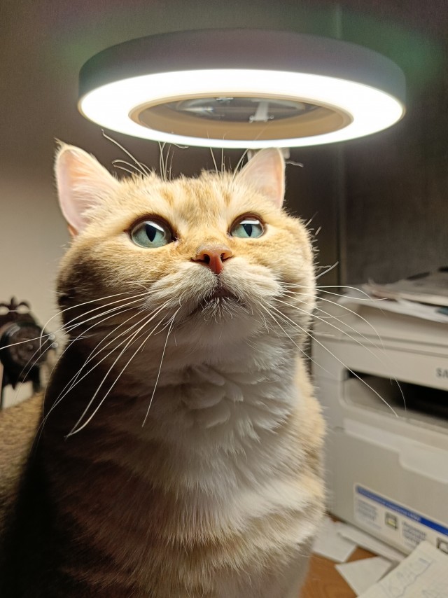 Забираем котика на стену