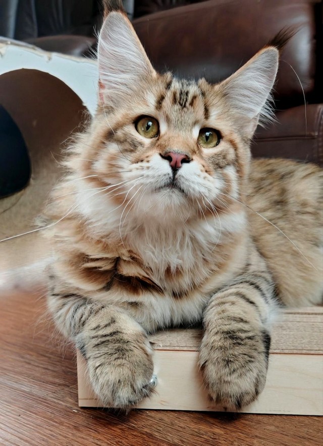 Малышка Дуся (котовторник)