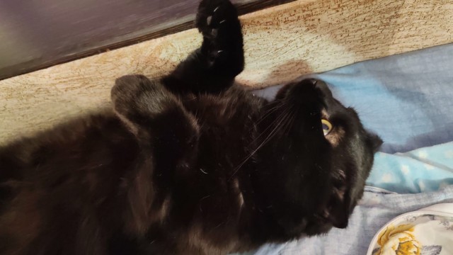 Чёрный котовторник