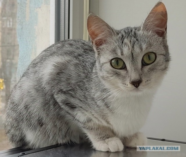 Кошачьи звезды вэбкама