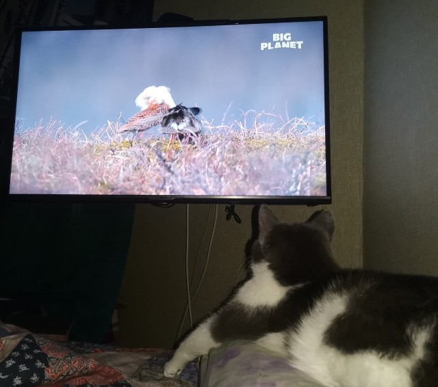 Скучалка