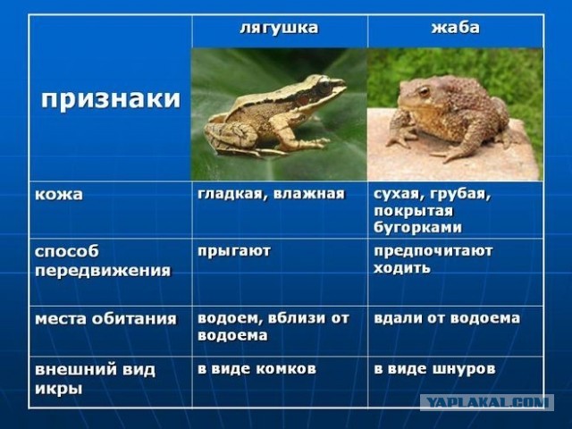 Жабка