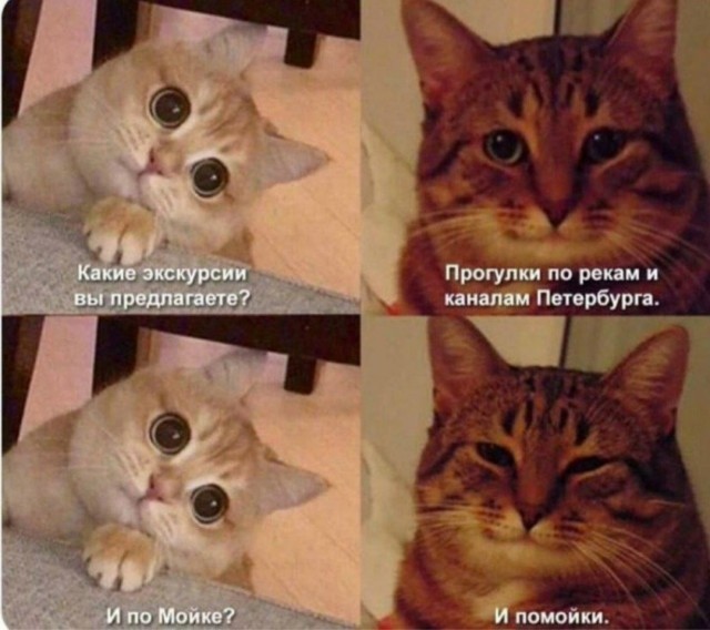 К котовторнику: подборка картинок-баянов с котиками и про котиков. Выпуск 36.