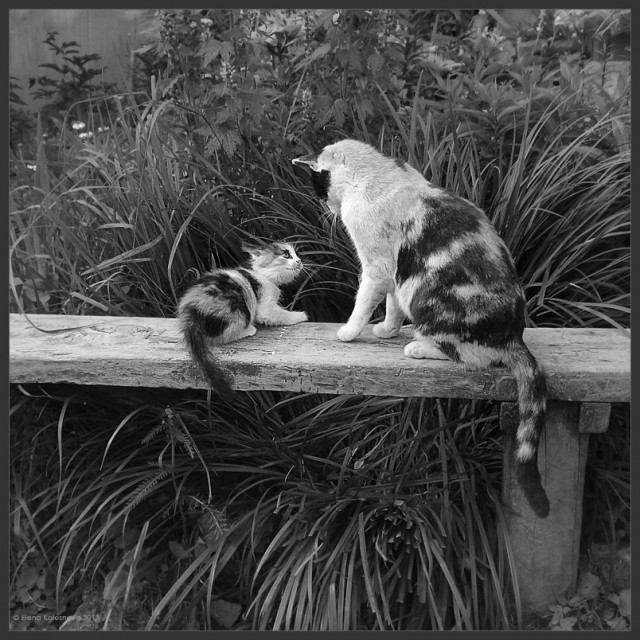 Котовторник  30.07.2013