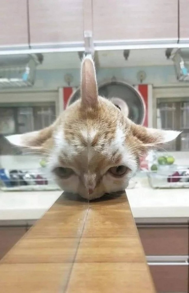 18 ржачных животных