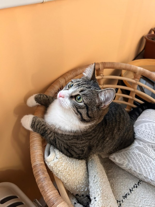 Котовторник Тимоноподобный