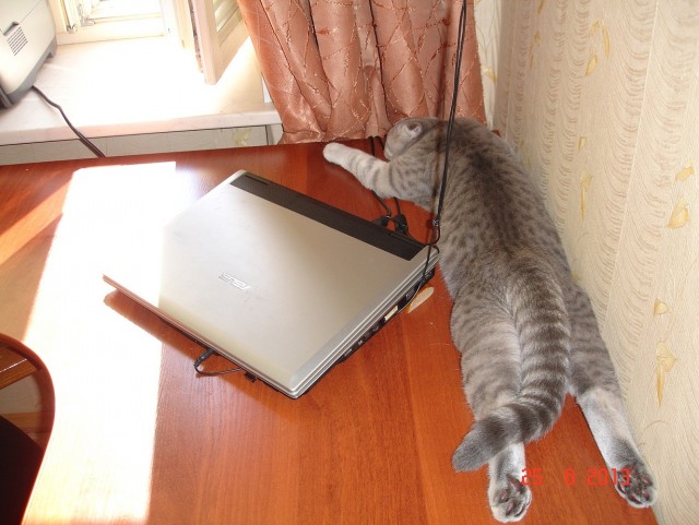 Котейка, который не знает как лежат котейки