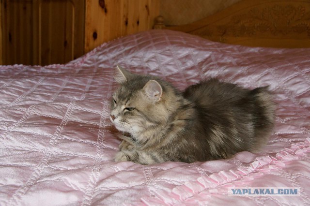 Котовторник 12.11.2013