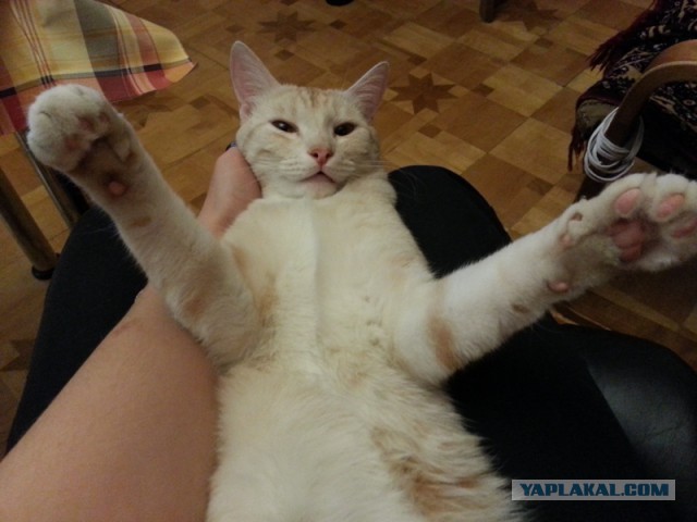 Котовторник  10.12.2013