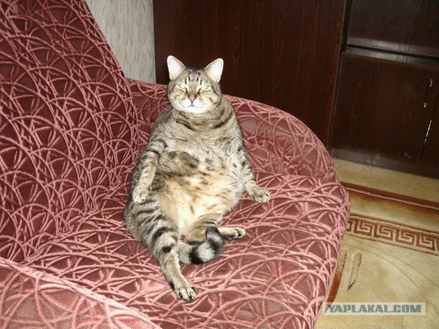 Котовторник   31.12.  2013