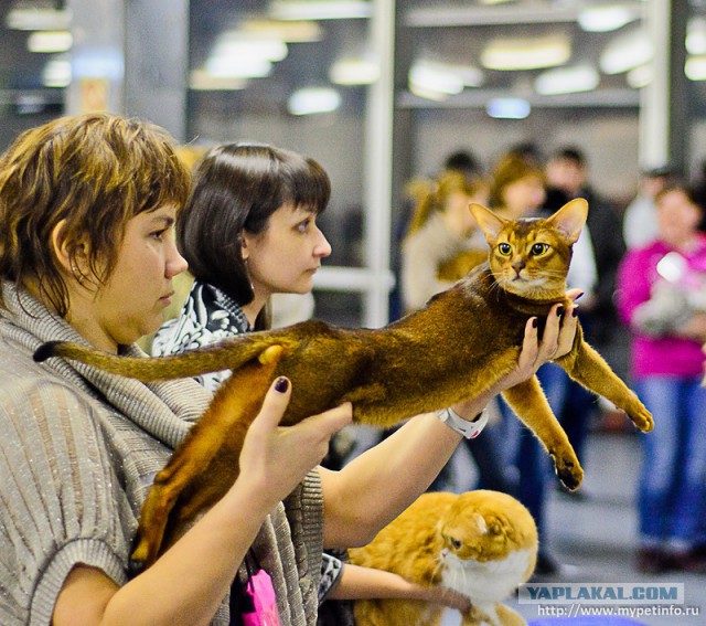 Выставка кошек "Цветок сакуры