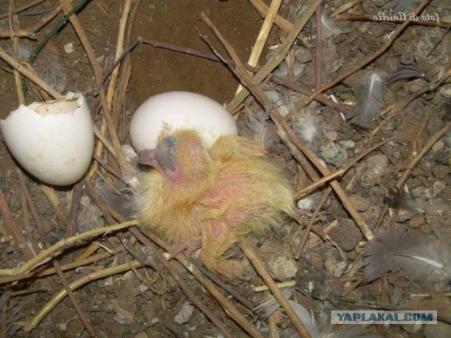 Заметки натуралиста