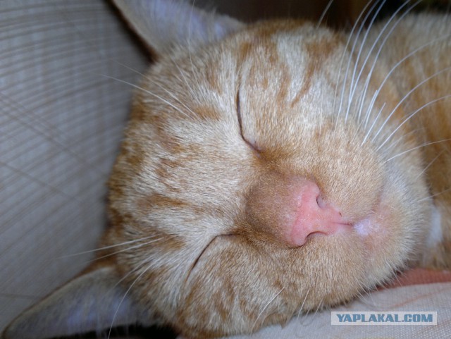 Котовторник  08.04.2014