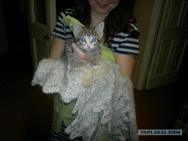 Котовторник 22.04.2014