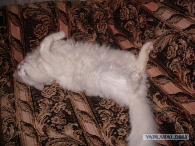 Котовторник 6.05.2014