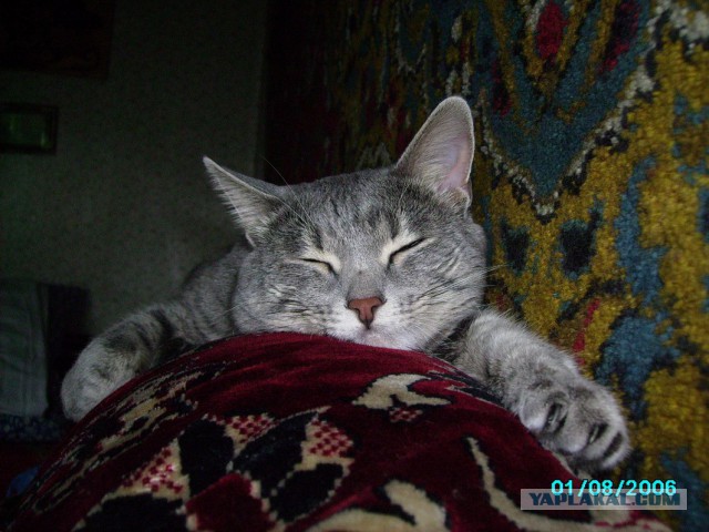 Котовторник 6.05.2014