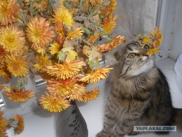 Котовторник 11.11.2014