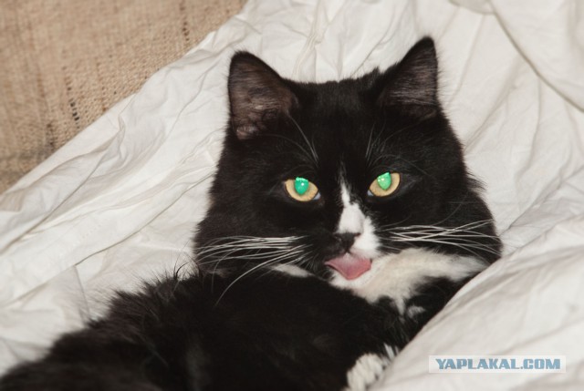 Котовторник 23.12.2014