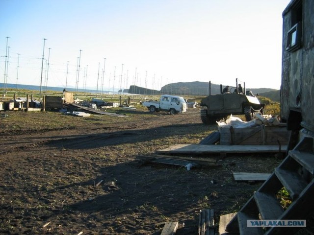 Подсолнух