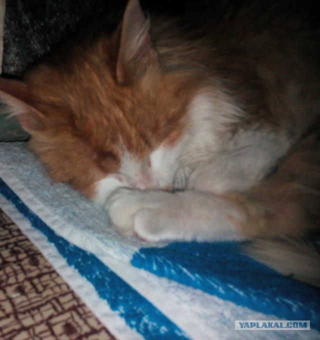 Котовторник