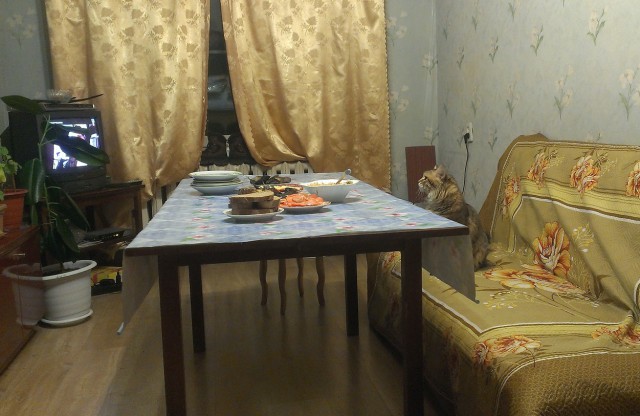Котовторник