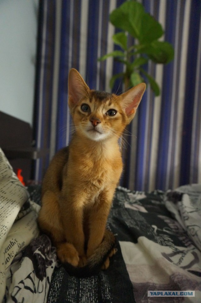 Котовторник