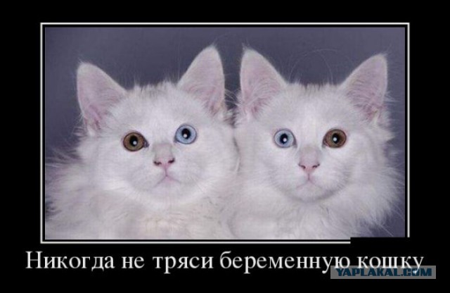 Картинки