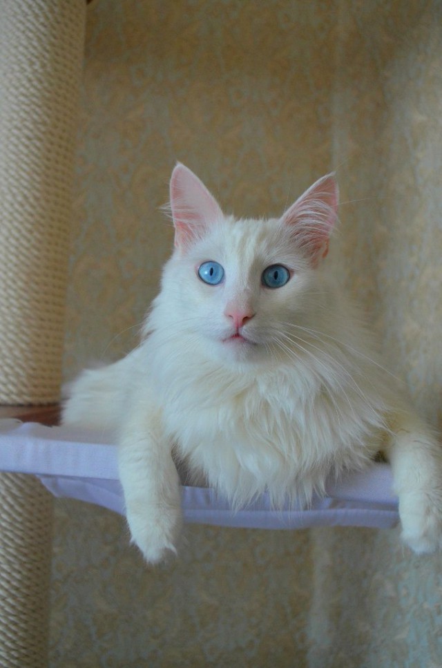 Котовторник 07 04 2015