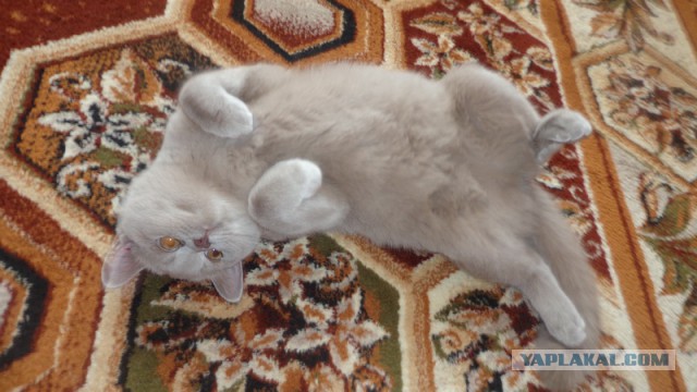 Кот по имени Бобо