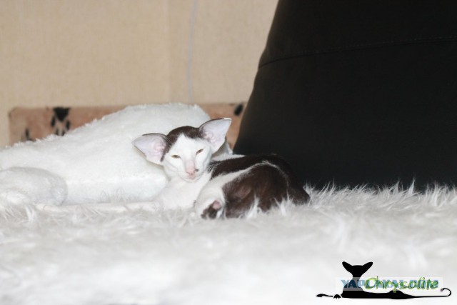 Котовторник