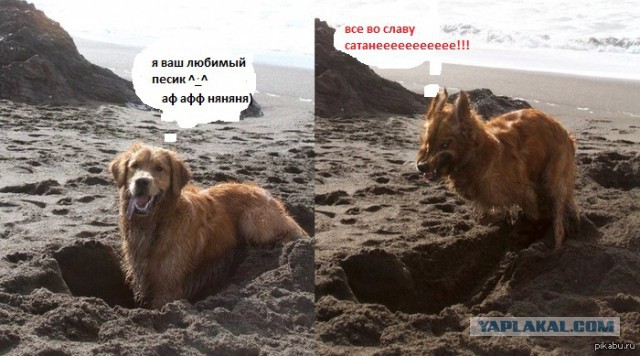 Жили-были Пес и Пса...
