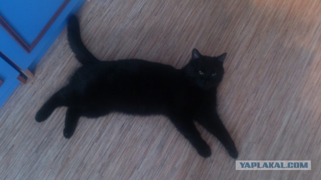 Котовторник 16.06.2015., Котовторник наступил!