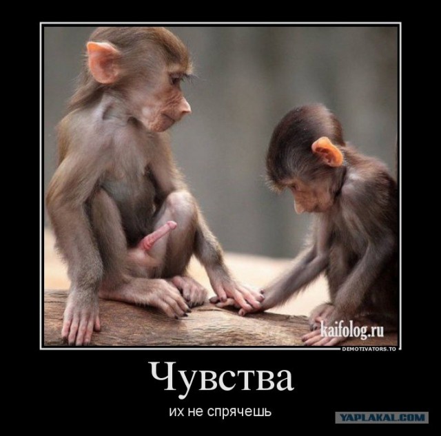 Неотразимый ловелас