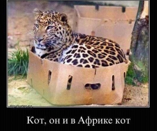 Порадуйте котика