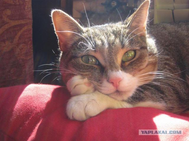 Котовторник 17.11.2015
