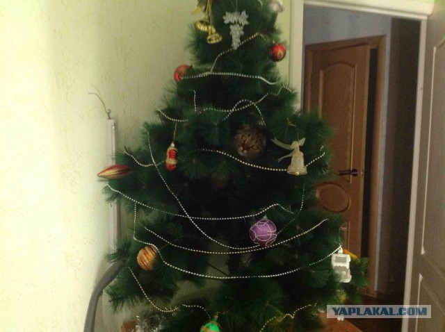 Котовторник 22.12.2015