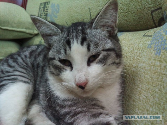 Бездомный кот и знакомый-мудак