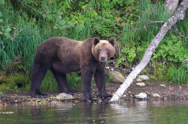 Как предохраняются от медведей на камчатской рыбалке