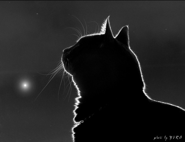 Коты, кошки, котята