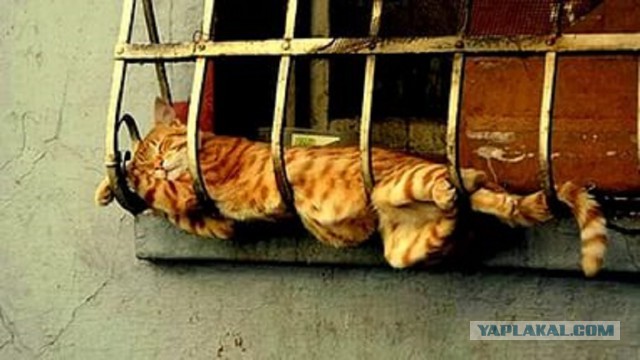 Котовторник 12.04