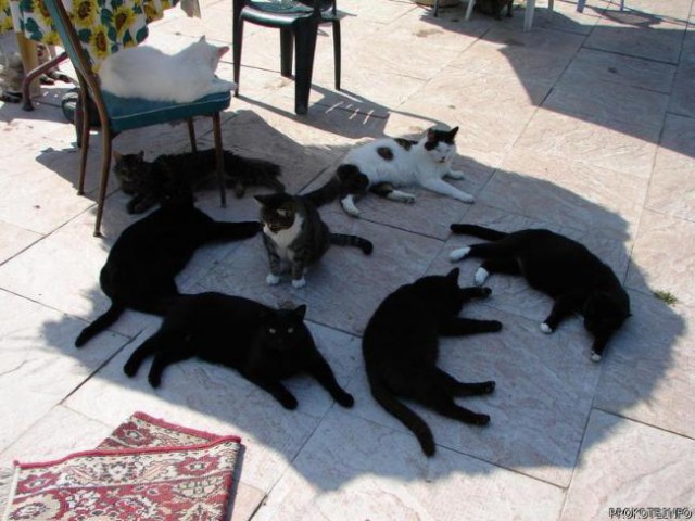 Демы к котовторнику!