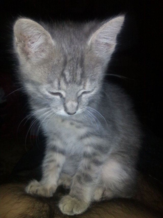 Про маньячку-убийцу с длинным хвостом.