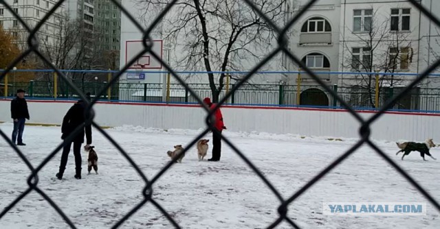 «Это война!» В Тюмени началась битва догхантеров с зоозащитниками. Есть первые жертвы