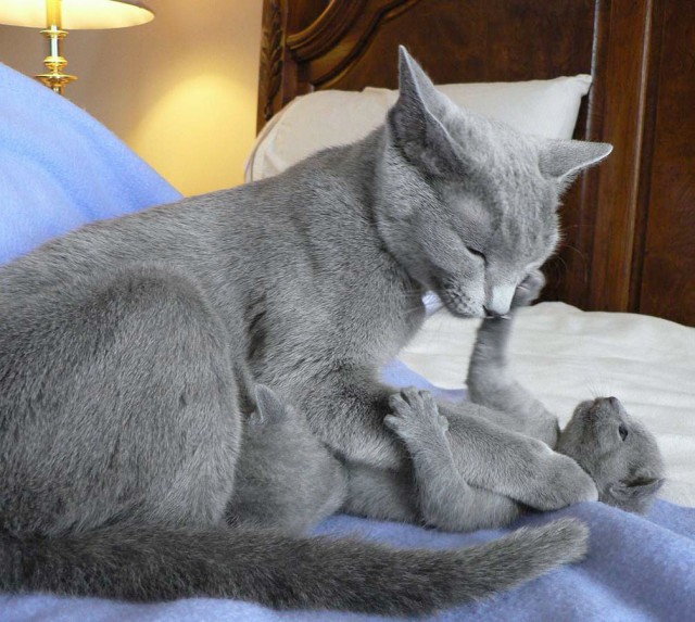 Коты и Кошки